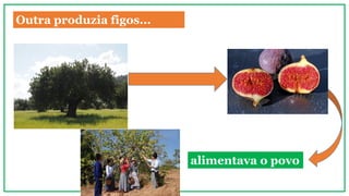 Outra produzia figos...
alimentava o povo
 