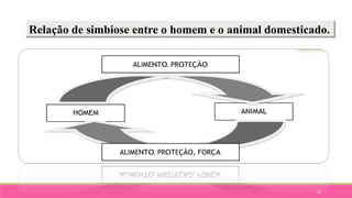 10
Relação de simbiose entre o homem e o animal domesticado.
 