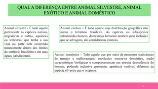 16
QUAL A DIFERENÇA ENTRE ANIMAL SILVESTRE, ANIMAL
EXÓTICO E ANIMAL DOMÉSTICO
Animal silvestre - É todo aquele
pertencente às espécies nativas,
migratórias e outras, aquáticas
ou terrestres, que tenha a sua
vida ou parte dela ocorrendo
naturalmente dentro dos limites
do território brasileiro e em suas
águas jurisdicionais.
Animal exótico – É todo aquele cuja distribuição geográfica não
inclui o território brasileiro. As espécies ou subespécies
introduzidas homem, domésticas tornaram também pelo inclusive
que se selvagens, são consideradas exóticas.
Animal doméstico – Todo aquele que por meio de processos tradicionais
de manejo e melhoramento zootécnico tornou-se doméstico, tendo
características biológicas e comportamentais em estreita dependência do
homem, podendo inclusive apresentar aparência variável, diferente da
espécie silvestre que o originou.
 