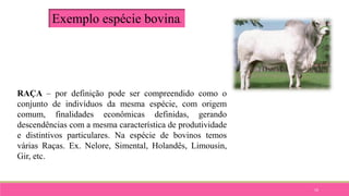 19
Exemplo espécie bovina.
RAÇA – por definição pode ser compreendido como o
conjunto de indivíduos da mesma espécie, com origem
comum, finalidades econômicas definidas, gerando
descendências com a mesma característica de produtividade
e distintivos particulares. Na espécie de bovinos temos
várias Raças. Ex. Nelore, Simental, Holandês, Limousin,
Gir, etc.
 