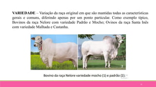 21
VARIEDADE – Variação da raça original em que são mantidas todas as características
gerais e comuns, diferindo apenas por um ponto particular. Como exemplo típico,
Bovinos da raça Nelore com variedade Padrão e Mocho; Ovinos da raça Santa Inês
com variedade Malhada e Castanha.
 
