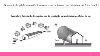 42
Orientação do galpão no sentido leste-oeste e uso de árvores para minimizar os efeitos do sol.
 