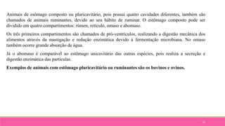 62
Animais de esômago composto ou pluricavitário, pois possui quatro cavidades diferentes, também são
chamados de animais ruminantes, devido ao seu hábito de ruminar. O estômago composto pode ser
dividido em quatro compartimentos: rúmen, retículo, omaso e abomaso.
Os três primeiros compartimentos são chamados de pró-ventrículos, realizando a digestão mecânica dos
alimentos através da mastigação e redução enzimática devido à fermentação microbiana. No omaso
também ocorre grande absorção de água.
Já o abomaso é comparável ao estômago unicavitário das outras espécies, pois realiza a secreção e
digestão enzimática das partículas.
Exemplos de animais com estômago pluricavitário ou ruminantes são os bovinos e ovinos.
 