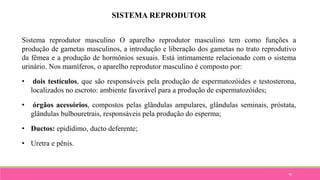 70
SISTEMA REPRODUTOR
Sistema reprodutor masculino O aparelho reprodutor masculino tem como funções a
produção de gametas masculinos, a introdução e liberação dos gametas no trato reprodutivo
da fêmea e a produção de hormônios sexuais. Está intimamente relacionado com o sistema
urinário. Nos mamíferos, o aparelho reprodutor masculino é composto por:
• dois testículos, que são responsáveis pela produção de espermatozóides e testosterona,
localizados no escroto: ambiente favorável para a produção de espermatozóides;
• órgãos acessórios, compostos pelas glândulas ampulares, glândulas seminais, próstata,
glândulas bulbouretrais, responsáveis pela produção do esperma;
• Ductos: epidídimo, ducto deferente;
• Uretra e pênis.
 