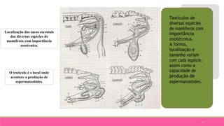 71
Localização dos sacos escrotais
das diversas espécies de
mamíferos com importância
zootécnica.
O testículo é o local onde
acontece a produção de
espermatozóides.
 