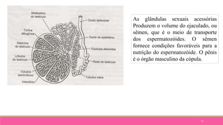 72
As glândulas sexuais acessórias
Produzem o volume do ejaculado, ou
sêmen, que é o meio de transporte
dos espermatozóides. O sêmen
fornece condições favoráveis para a
nutrição do espermatozóide. O pênis
é o órgão masculino da cópula.
 