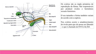 74
Os ovários são os órgão primários de
reprodução da fêmea. São responsáveis
por produzir óvulos e hormônios
sexuais femininos.
O seu tamanho e forma também variam
de acordo com a espécie.
Nos ovários ocorre o amadurecimento
do óvulo para que ele possa ser liberado
- o que é chamado de OVULAÇÃO.
 