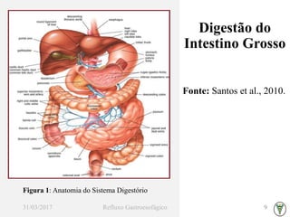 Digestão do
Intestino Grosso
9
Fonte: Santos et al., 2010.
Figura 1: Anatomia do Sistema Digestório
 