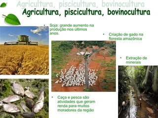 •   Soja: grande aumento na
    produção nos últimos
    anos.                       •   Criação de gado na
                                    floresta amazônica



                                         •   Extração de
                                             minerais




     •   Caça e pesca são
         atividades que geram
         renda para muitos
         moradores da região
 