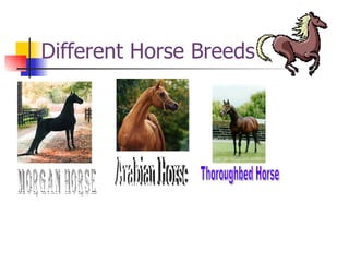 Different Horse Breeds Morgan Horse Arabian Horse Thoroughbed Horse 