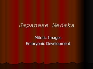 Japanese Medaka Mitotic Images Embryonic Development 