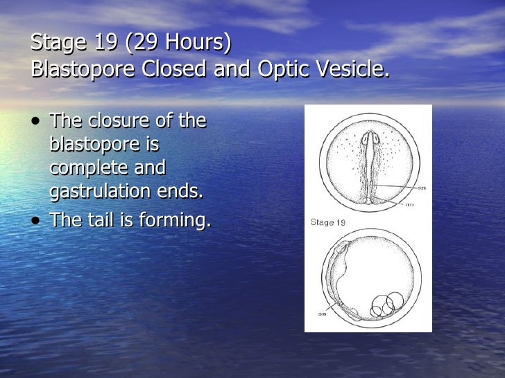 blastopore closure high salt