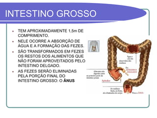 slide-SISTEMA DIGESTÓRIO.pdf