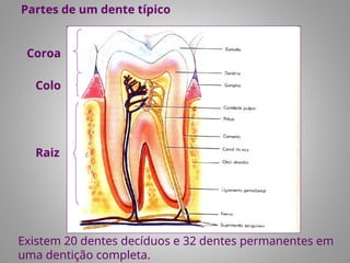 Partes de um dente típico
Existem 20 dentes decíduos e 32 dentes permanentes em
uma dentição completa.
Coroa
Colo
Raiz
 