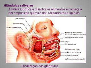 Glândulas salivares
A saliva lubrifica e dissolve os alimentos e começa a
decomposição química dos carboidratos e lipídios
Localização das glândulas
 