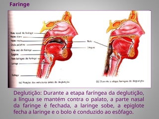 Deglutição: Durante a etapa faríngea da deglutição,
a língua se mantém contra o palato, a parte nasal
da faringe é fechada, a laringe sobe, a epiglote
fecha a laringe e o bolo é conduzido ao esôfago.
Faringe
 