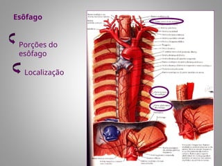 Esôfago
Porções do
esôfago
Localização
 