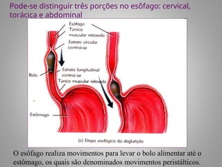 O esôfago realiza movimentos para levar o bolo alimentar até o
estômago, os quais são denominados movimentos peristálticos.
Pode-se distinguir três porções no esôfago: cervical,
torácica e abdominal
 
