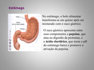 Estômago
No estômago, o bolo alimentar
transforma-se em quimo após ser
misturado com o suco gástrico.
O suco gástrico apresenta entre
seus componentes a pepsina, que
atua na digestão de proteínas, e
o ácido clorídrico, que torna o pH
do estômago baixo e promove a
ativação da pepsina.
 