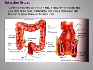 As partes do intestino grosso são o ceco, o colo, o reto e o canal anal.
Com cerca de 1,5 m de comprimento, esse órgão é responsável pela
absorção de água e formação da massa fecal.
Intestino Grosso
 