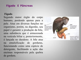 Fígado E Pâncreas
Fígado
Segundo maior órgão do corpo
humano, perdendo apenas para a
pele. Atua em diversas funções no
organismo, porém, na digestão, seu
papel é garantir a produção da bile,
uma substância que é armazenada
na vesícula biliar e, posteriormente,
é lançada no duodeno. A bile atua
na emulsificação de gorduras,
funcionando como uma espécie de
detergente, facilitando a ação das
enzimas responsáveis pela quebra
de gordura.
 