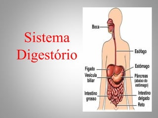 Sistema
Digestório
 