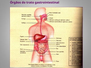 Órgãos do trato gastrointestinal
 