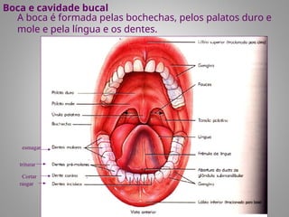 Boca e cavidade bucal
A boca é formada pelas bochechas, pelos palatos duro e
mole e pela língua e os dentes.
Cortar
rasgar
triturar
esmagar
 