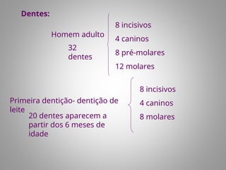 Dentes:
Homem adulto
32
dentes
8 incisivos
4 caninos
8 pré-molares
12 molares
Primeira dentição- dentição de
leite
20 dentes aparecem a
partir dos 6 meses de
idade
8 incisivos
4 caninos
8 molares
 