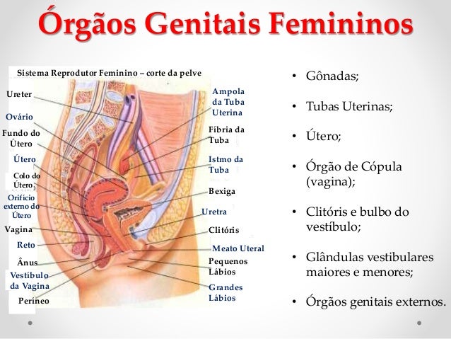 vestibulo feminino slide sistema genital feminino vestibulo feminino slide sistema genital feminino