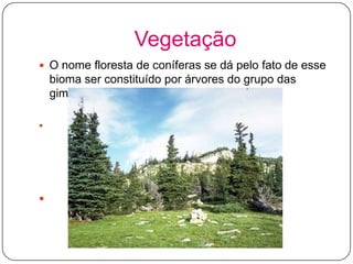 Vegetação
 O nome floresta de coníferas se dá pelo fato de esse

bioma ser constituído por árvores do grupo das
gimnospermas.


abertos



 