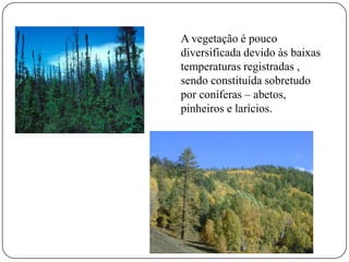 A vegetação é pouco
diversificada devido às baixas
temperaturas registradas ,
sendo constituída sobretudo
por coníferas – abetos,
pinheiros e larícios.

 