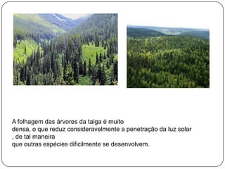 A folhagem das árvores da taiga é muito
densa, o que reduz consideravelmente a penetração da luz solar
, de tal maneira
que outras espécies dificilmente se desenvolvem.

 