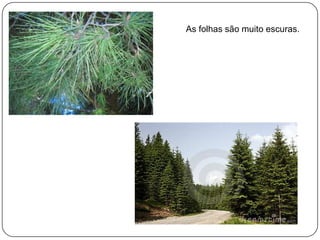 As folhas são muito escuras.

 