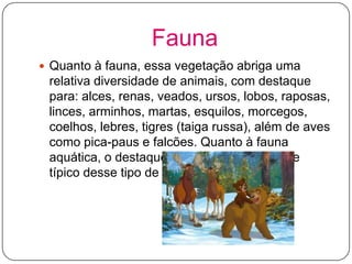 Fauna
 Quanto à fauna, essa vegetação abriga uma

relativa diversidade de animais, com destaque
para: alces, renas, veados, ursos, lobos, raposas,
linces, arminhos, martas, esquilos, morcegos,
coelhos, lebres, tigres (taiga russa), além de aves
como pica-paus e falcões. Quanto à fauna
aquática, o destaque é para o salmão, peixe
típico desse tipo de ambiente.

 