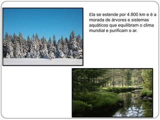 Ela se estende por 4.800 km e é a

morada de árvores e sistemas
aquáticos que equilibram o clima
mundial e purificam o ar.

 