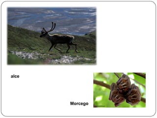 alce

Morcego

 