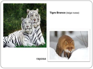 Tigre Branco (taiga russa)

raposa

 