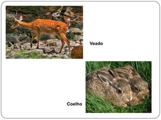 Veado

Coelho

 
