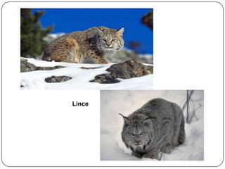 Lince

 