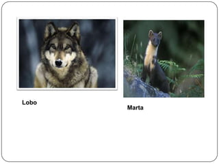 Lobo

Marta

 