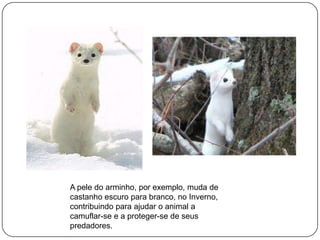 A pele do arminho, por exemplo, muda de
castanho escuro para branco, no Inverno,
contribuindo para ajudar o animal a
camuflar-se e a proteger-se de seus
predadores.

 