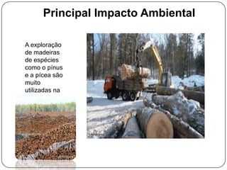 Principal Impacto Ambiental
A exploração
de madeiras
de espécies
como o pínus
e a pícea são
muito
utilizadas na
indústria de
celulose e
papel.

 