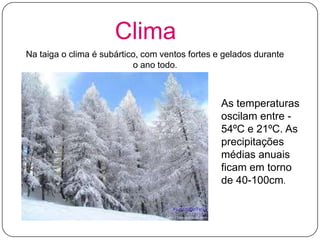 Clima
Na taiga o clima é subártico, com ventos fortes e gelados durante
o ano todo.

As temperaturas
oscilam entre 54ºC e 21ºC. As
precipitações
médias anuais
ficam em torno
de 40-100cm.

 