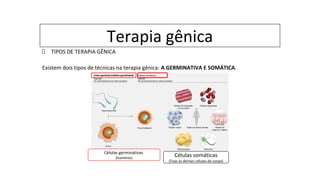 Terapia gênica
TIPOS DE TERAPIA GÊNICA
Existem dois tipos de técnicas na terapia gênica: A GERMINATIVA E SOMÁTICA.
Células germinativas
(Gametas)
Células somáticas
(Toas as demais células do corpo)
 