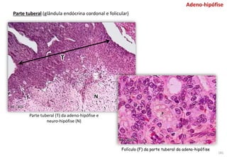 Parte tuberal (glândula endócrina cordonal e folicular)
Folículo (F) da parte tuberal da adeno-hipófise
Parte tuberal (T) da adeno-hipófise e
neuro-hipófise (N)
HE - 40x
HE - 400x
Adeno-hipófise
T
N
181
 