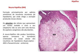 Neuro-hipófise (NH)
Formada principalmente por axônios
amielínicos de neurônios secretores do
hipotálamo, por onde chega a secreção
produzida nessas células.
Os pituícitos são células que apresentam
um núcleo ovalado e claro e seu
citoplasma não se cora com esta técnica.
Os capilares sangüíneos são abundantes.
A neuro-hipófise não produz hormônios,
apenas armazena os hormônios
sintetizados no corpo celular dos
neurônios do hipotálamo (Supra-óptico -
ADH e Paraventricular - ocitocina).
HE - 40x
NH
Hipófise
182
 