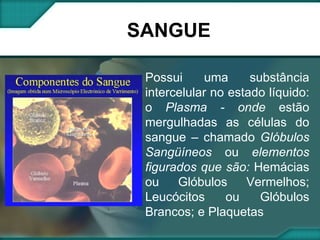 SANGUE Possui uma substância intercelular no estado líquido: o  Plasma - onde  estão mergulhadas as células do sangue – chamado  Glóbulos Sangüíneos  ou  elementos figurados que são:  Hemácias ou Glóbulos Vermelhos; Leucócitos ou Glóbulos Brancos; e Plaquetas 