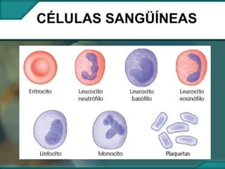 CÉLULAS SANGÜÍNEAS  