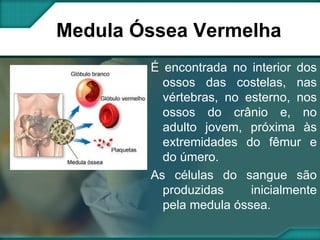 Medula Óssea Vermelha É encontrada no interior dos ossos das costelas, nas vértebras, no esterno, nos ossos do crânio e, no adulto jovem, próxima às extremidades do fêmur e do úmero. As células do sangue são produzidas inicialmente pela medula óssea. 